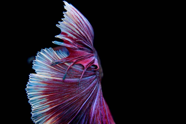출신의 아름다운 물고기 아름다운 꼬리를 바탕에 바탕에 사람들 물고기와 싸우고 — 스톡 사진