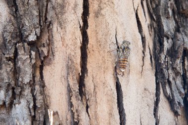 Kuru bir okaliptüs kabuğunda oturan ağustos böceğinin yakın çekimi.