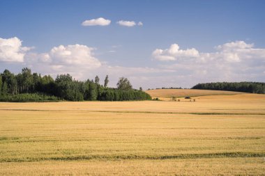 Letonya kırsal tarım arazisi ormanlarla karışık