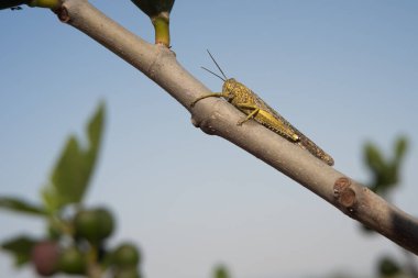 Bir dalda büyük bir çekirgenin yakın çekimi.