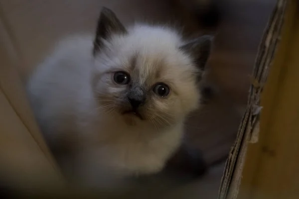 Small Grey Kitten Cardboard Box Looking Camera — Stock Photo, Image