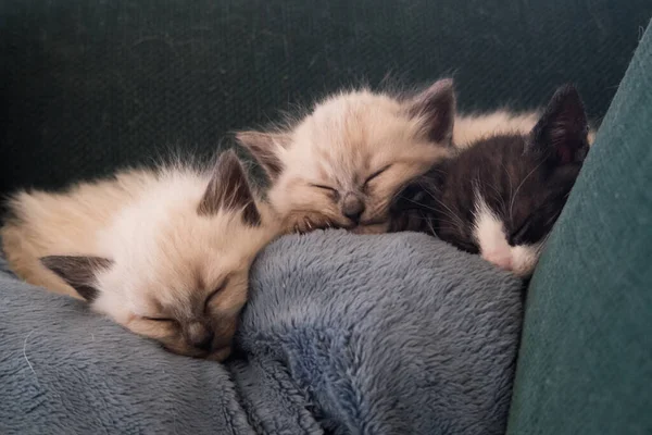 Drei Winzige Kätzchen Schlafen Auf Einer Couch — Stockfoto