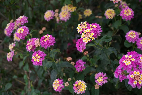 Plante Camara Lantana Jaune Violet Fleurs — Photo