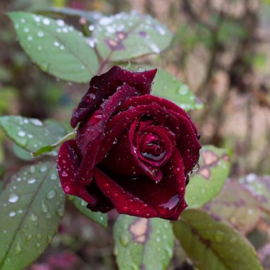 Yağmur damlacıklarıyla kaplandıktan sonra koyu kırmızı gül yaprağı.