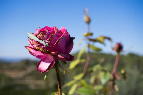 Gottesanbeterin Auf Einer Trockenen Rosenblüte — Stockfoto