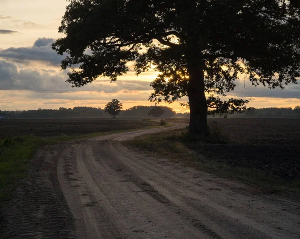 大きな木のシルエットと遠くの日没と耕起フィールドを通る田舎道 — ストック写真
