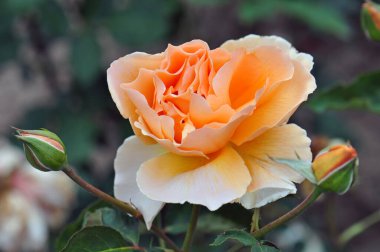 Güller ve gül çalıları, mis kokulu renkler