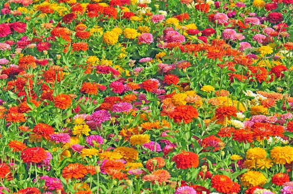 Jardin Avec Des Fleurs Magnifiques Multicolores — Photo