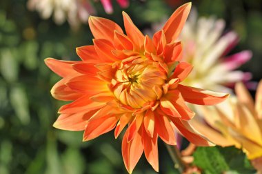 Dahlia güzel bir çalılık, veremli, bitkisel bitkiler cinsidir.