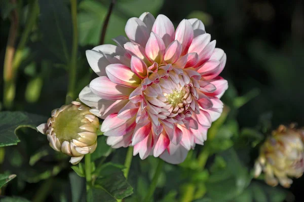 Dahlia Beautiful Genus Bushy Tuberous Herbaceous Perennial Plants — Stock Photo, Image