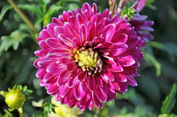 Dahlia Beautiful Genus Bushy Tuberous Herbaceous Perennial Plants — Stock Photo, Image