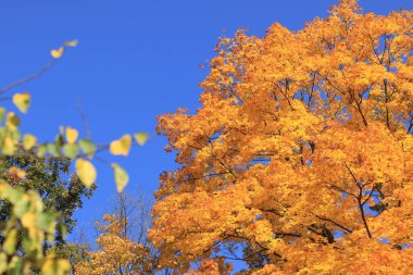 Sonbahar mavi gökyüzünde parlak sarı yapraklar