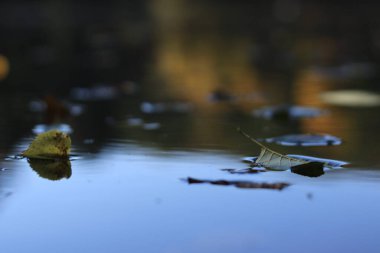Suda sonbahar yaprakları