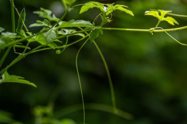 Ormanın filizleri taze yeşil filizli kavun bitkisi, doğa konseptiyle arka plan için.