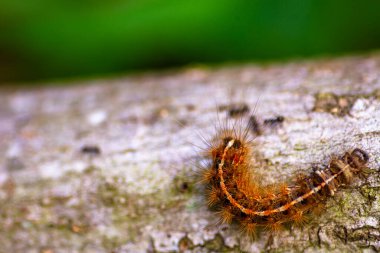 Kahverengi bir yaprak tırtıl albisiya dalında sürünür ve nesneyi diğer tarafta ek metne yer açmak için sonuna yerleştirir.