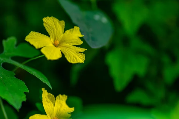 Жовтий Ліс Гірка Квітка Дині Зеленим Фоном Листя Концепція Природи — стокове фото
