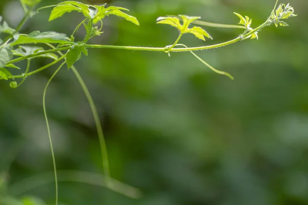 Les Pousses Plante Melon Amer Forêt Avec Des Vrilles Vertes — Photo