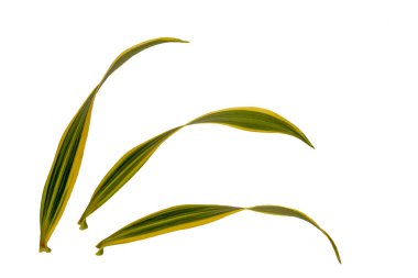 Dracaena Reflexa 'nın ya da Hindistan' ın yeşil ve beyaz fildişi şarkılarının üst görüntüsü, kırpma yolu ile beyaz arkaplanda izole edilmiş.