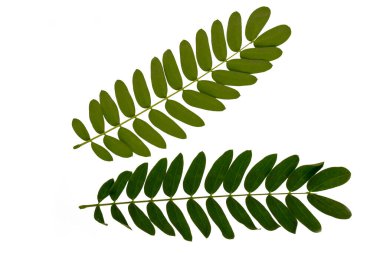 Yeşil nehir demirhindi yapraklarının üst ve alt görünümü, kırpma yolu ile beyaz arkaplan izole