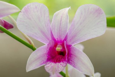 Dendrobium nobile orkidesi, tamamen görünür.
