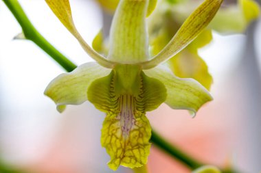 Dendrobium orkidesinin bir tür sarı çiçeği vardır.