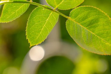Bir kırmızı gül yaprağı sapı, açıkça görülebilir bir yaprak iskeleti.