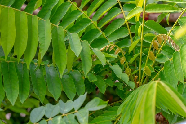 Билимби Побеги Растений Коричневыми Листьями Темно Зеленые Листья Имеют Уникальный — стоковое фото