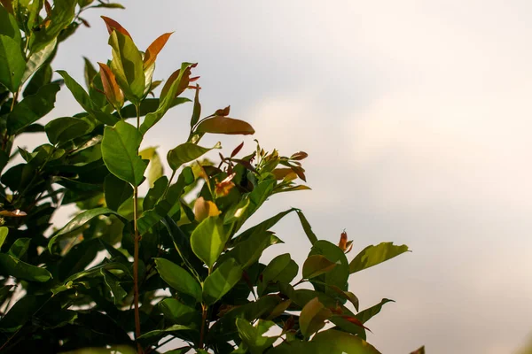 Φύλλα Μιας Υγρής Τριανταφυλλιάς Μηλιάς Στο Φόντο Του Ουρανού Και — Φωτογραφία Αρχείου