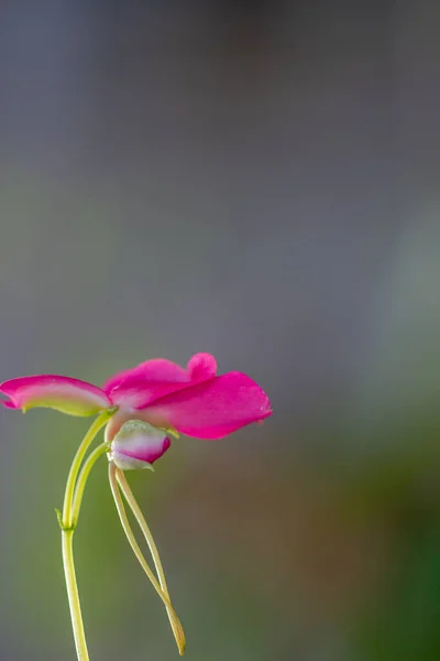 Eine Rosa Balsamblume Mit Grünem Stiel — Stockfoto