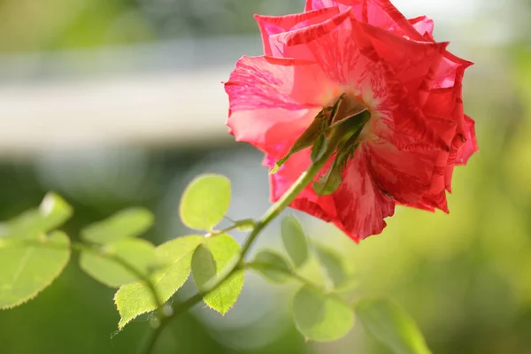 Rosas Rojas Rayadas Centran Pétalos Flores Sobre Fondo Follaje Verde —  Fotos de Stock