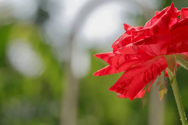 Rosas Vermelhas Listradas Vistas Lado Contra Fundo Sol — Fotografia de Stock