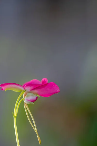 Eine Rosa Balsamblume Mit Grünem Stiel lizenzfreie Stockbilder