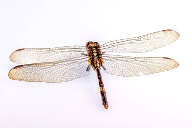 Bir yusufçuk beyaz bir arka planda izole edilmiş, yukarıdan bakıldığında, doğa ve hayvanların bir elementi veya illüstrasyonu için