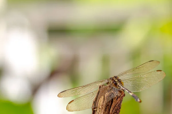 Eine Libelle Auf Der Spitze Eines Trockenen Zweiges Grüner Laubhintergrund — Stockfoto