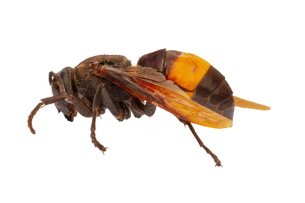一只褐色和黄色的家蜂 也被称为黄皮黄蜂 是一种帮助农作物授粉的黄蜂 在白色背景下被隔离开来 — 图库照片