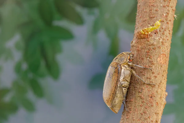 甘蔗白色蚯蚓或莱皮多塔柱头攀爬星果树干 温暖的阳光背景 自然概念 — 图库照片