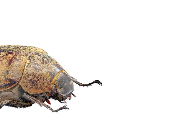 Una Larva Blanca Caña Azúcar Estigma Lepidiota Visto Desde Costado — Foto de Stock