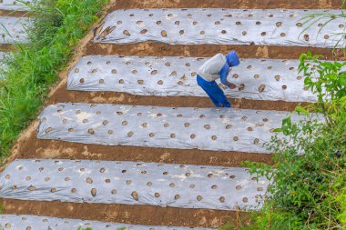 Erkek bir çiftçi tarım için plastik malzemeler kullanarak sebze ekmek için arazi hazırlıyor. MAGELANG, İNDONEZYA - 18 Ekim 2021.