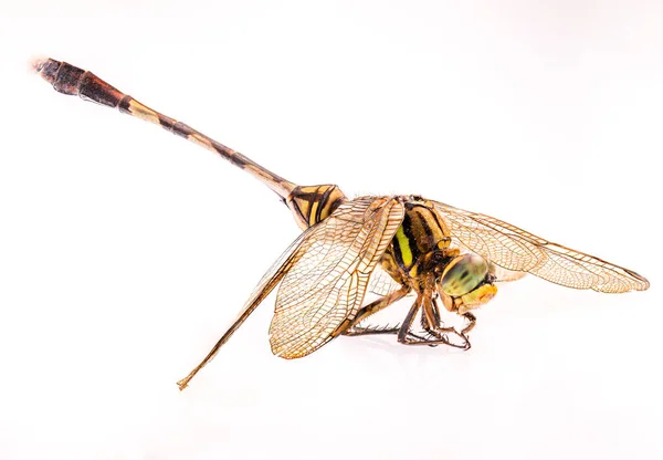 蜻蜓在白色背景上隔离的蜻蜓 从侧面观察 以获得自然和动物的附加元素或图解 — 图库照片