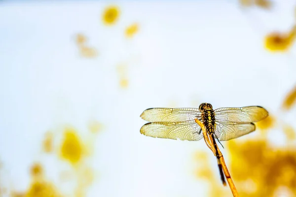 一只面对太阳的蜻蜓 作为诗歌和生活动力的附加元素 具有自然的概念 — 图库照片