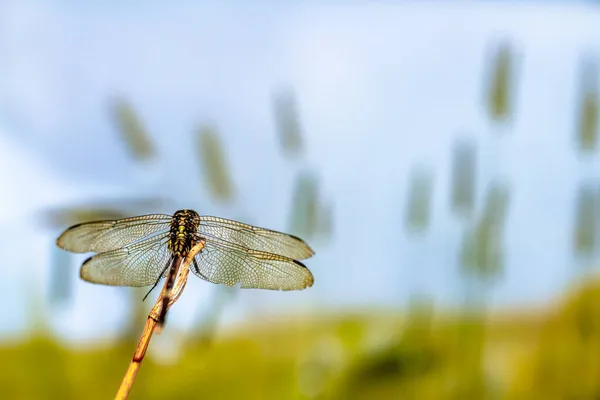 一只蜻蜓栖息在一根小树枝上 背靠着青草 面对着太阳 为着生命的主题和生命奋斗的开始 — 图库照片