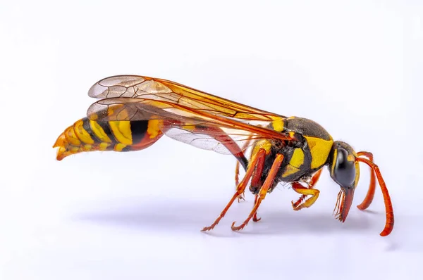 一只褐色和黄色的家蜂 也被称为黄皮黄蜂 是一种帮助农作物授粉的黄蜂 在白色背景下被隔离开来 — 图库照片