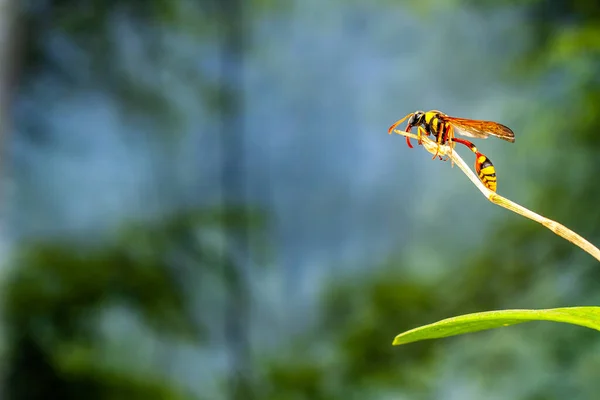 Een Wesp Een Tak Van Een Orchidee Plant Met Een — Stockfoto