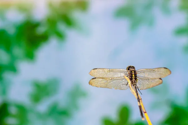 Une Libellule Perchée Sur Une Petite Branche Feuillage Vert Pour — Photo