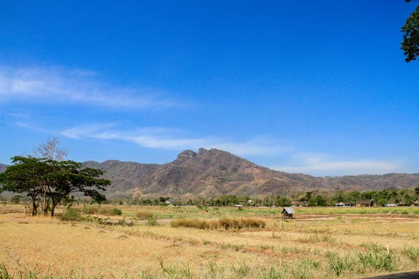 Long Droughts Cause Agricultural Areas Experience Drought Some Plants Die — Stock Photo, Image