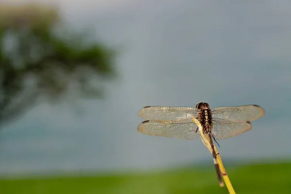 一只蜻蜓栖息在一条小树枝上 上面有草甸背景和绿叶 主题是自然和动物生活 — 图库照片