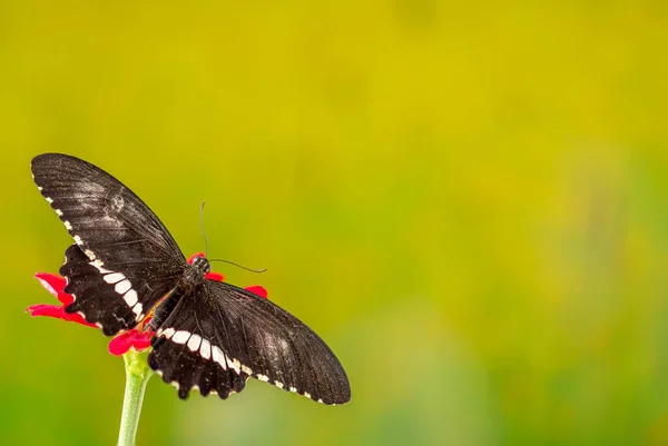 Una Farfalla Marrone Appollaiata Fiore Rosso Zinnia Con Vibrante Sfondo — Foto Stock