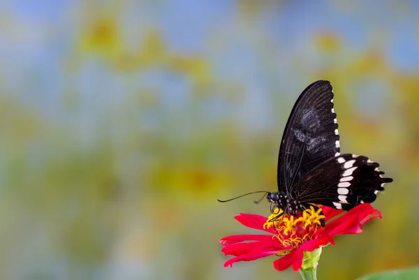 Una Farfalla Marrone Appollaiata Fiore Rosso Zinnia Uno Sfondo Morbido — Foto Stock