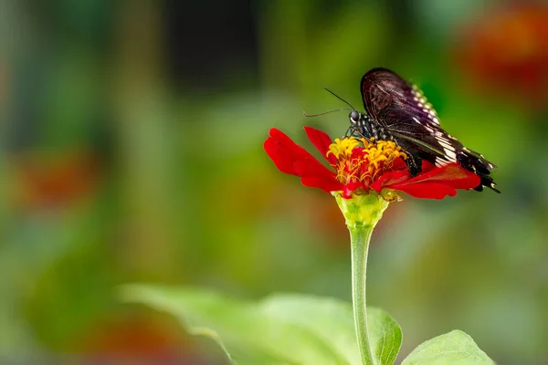 鮮やかな緑色の植物の背景を持つ赤いジニアの花に包まれた茶色の蝶は スペースをコピーします — ストック写真