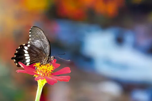 Brązowy Motyl Usiadł Czerwonym Kwiatku Cynku Tło Jesiennych Liści Ciepłe — Zdjęcie stockowe